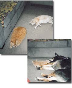 animals can enjoy radiant heated floors too