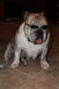 Blog-boo