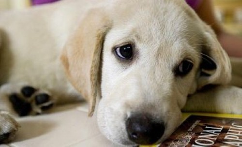 Making your home dog friendly so your pooch can get cozy this winter
