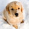 Blog121812_cute-puppy-for-cute-pet-tuesday-thumb