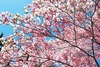 Brafton_photo20130501-17968-1rlxecz-0?1367465405