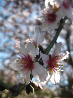 Flowers will begin to blossom as spring is around the corner