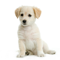 Animals love floor heating systems